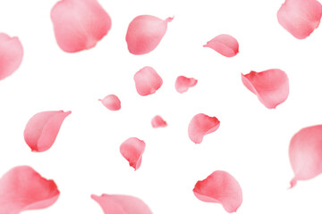 Falling Rose petal, isolated on white background, selective focus