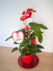 Anthurium planta con corazón para día de los enamorados 13 de febrero San Valentin. 