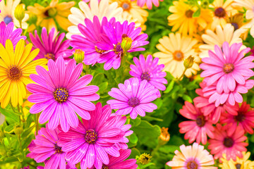 Pink magenta yellow gerbera flowers of the Asteraceae family on a green meadow