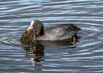 Coot With Weed