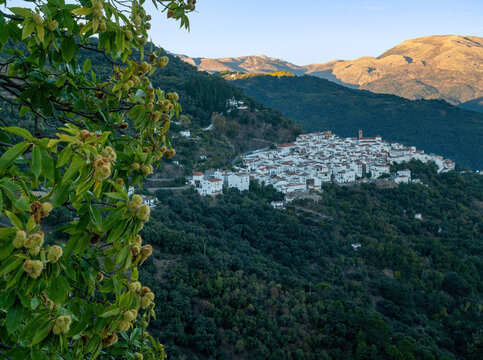 Algatocin pueblos sierra provincia de M&aacute;laga, Andaluc&iacute;a, Espa&ntilde;a, con casta&ntilde;os en el lado izquierdo.