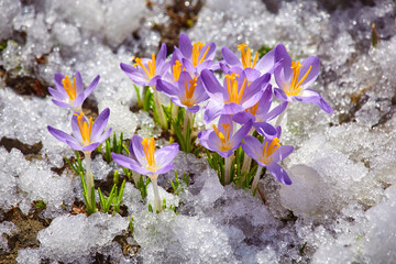 Close up spring crocus flower in the melting snow in the sun