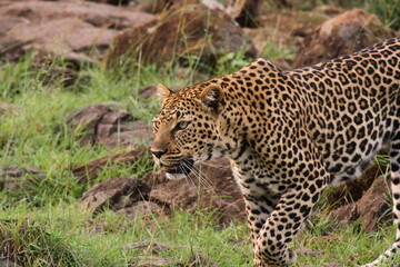 Fototapeta na wymiar Leopard walking down a rocky hill slope with one paw raised