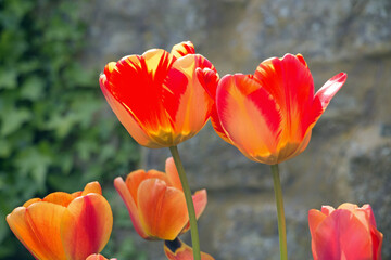Bright red and yellow tulip flowers, Tulipa, blooming in the spring sunshine, close-up side view