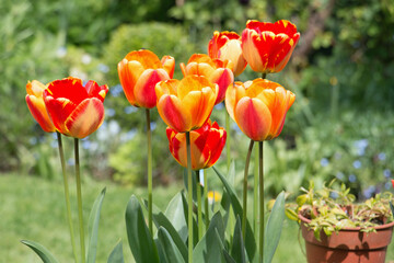 A group of bright red and yellow tulip flowers, Tulipa, blooming in the spring sunshine, side view with a natural green background