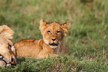 Obraz na płótnie Canvas Cute lion cub rests on green grass beside his mother lioness and starts to yawn