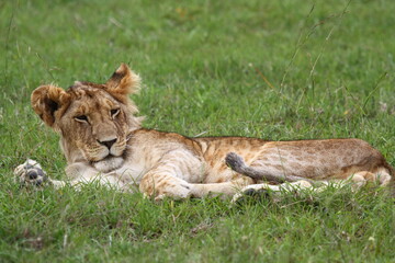 Cute sleepy lion cub rests on green grass looking into camera 
