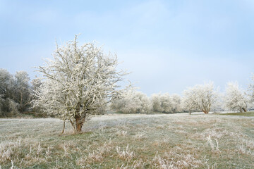 Landschaftspanorama mit Weißdorn im Wiesenpark bei Magdeburg im Winter