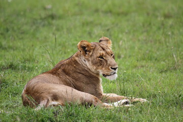 Lioness resting on green grass fully alwrt and looking into camera