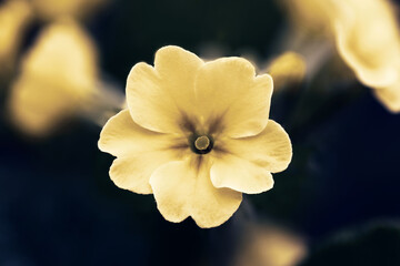 Fototapeta na wymiar close up of yellow primula flower art spring 