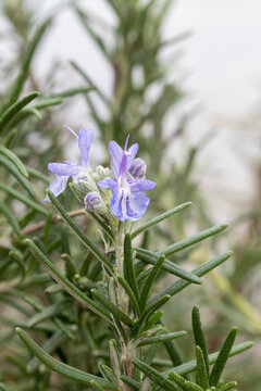 Rosemary pointe du raz (Rosmarinus officinalis 'Pointe du Raz')