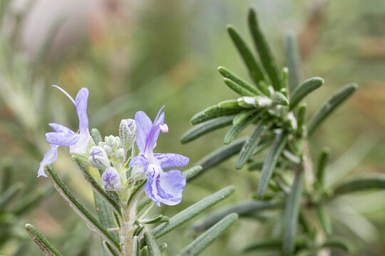 Rosemary pointe du raz (Rosmarinus officinalis 'Pointe du Raz')