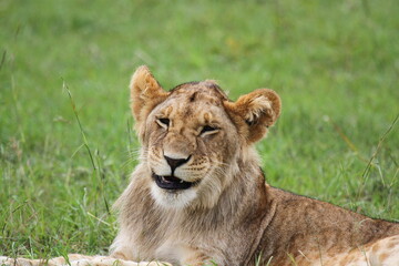 Naklejka na ściany i meble Portrait of a young lion with budding mane facing the camera and smiling