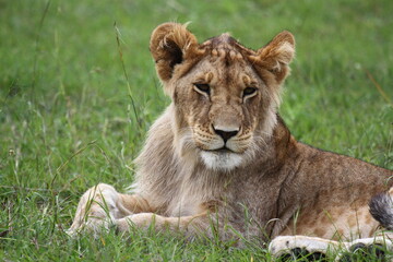 Naklejka na ściany i meble Cute lion cub rests on green grass looking into camera