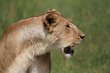 Lioness looking right and panting after chasing buffalo