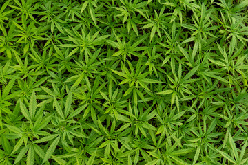 Marijuana leaves, cannabis leaves green background, beautiful background