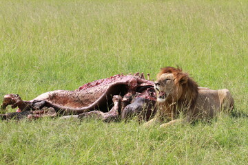 Lions resting besides his hunt of a buffalo