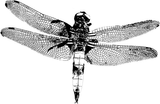 Dragonfly abstract modern art