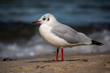 Fototapeta premium Möwen am Strand