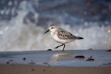 Strandläufer