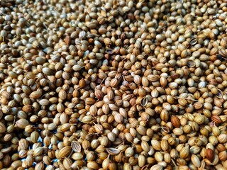 whole coriander seeds spread out kept for drying in sunlight