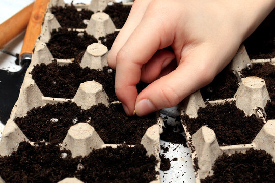 Woman sow seeds in the ground or soil in agg trays. A hand sowing seed on tray. The concept of reuse, recycling and composting, spring sowing, gardening