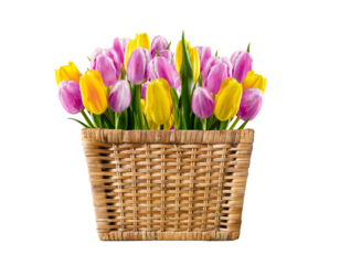 Purple and yellow tulips in a wicker basket on a transparent background