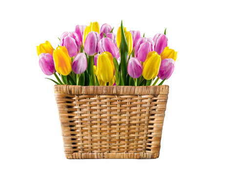 Purple and yellow tulips in a wicker basket on a transparent background