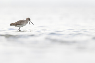 willet (Tringa semipalmata) resting and foraging at the mudflats of Texas South Padre Island.