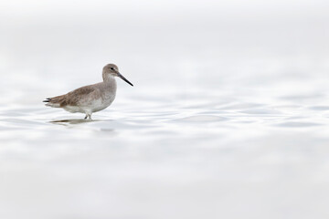 willet (Tringa semipalmata) resting and foraging at the mudflats of Texas South Padre Island.