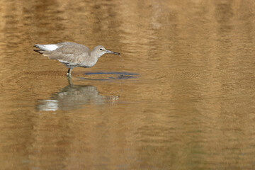 willet (Tringa semipalmata) resting and foraging at the mudflats of Texas South Padre Island.