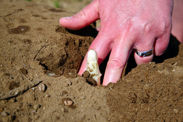 Weißer Spargel beim Freilegen am Spargeldamm durch Erntehelfer als Nahaufnahme auf einem Spargelfeld im Morgenlicht 