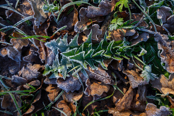 Frozen leaves and grass in a natural reserve durning the first frost of the season