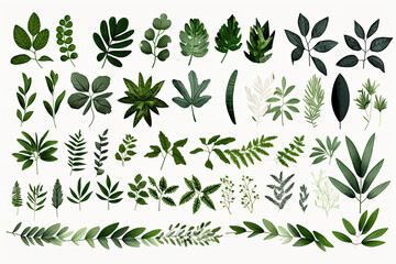 Collection of greenery leaf plant forest herbs tropical leaves on white