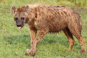 Close-up of a spotted hyena cub playing with a buffalo bone