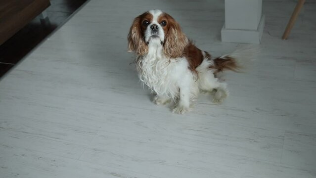 Cute little spaniel look up sitting on floor, bark and wag tail, from above view. Beautiful furry puppy giving voice.