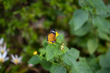 秋の花で羽を広げるツマグロヒョウモン