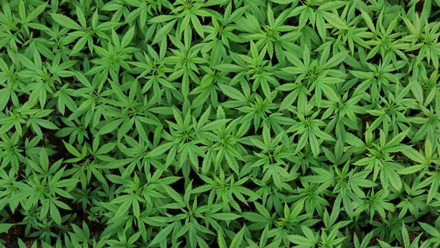 Marijuana leaves, cannabis leaves green background, beautiful background
