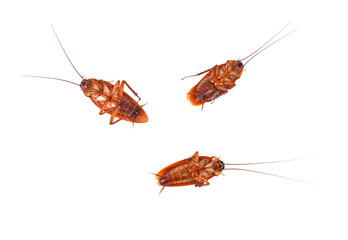 Cockroach on transparent png.