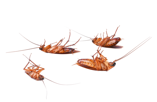 Cockroach isolated on transparent png.