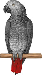 talking bird parrot Jacko art of nature