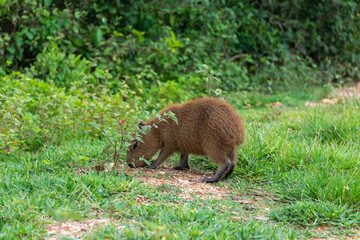 Filhote de capivara