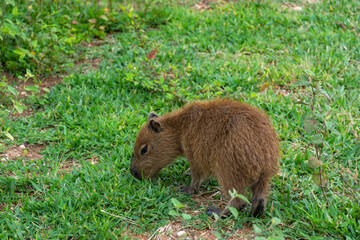 Filhote de capivara