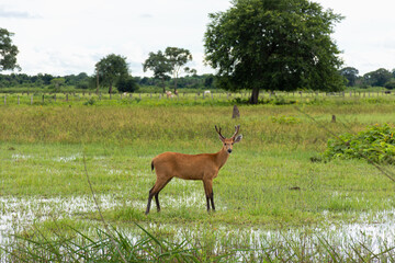 Veado arisco na natureza