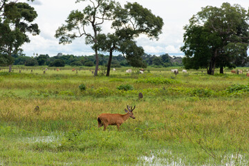 Veado arisco na natureza