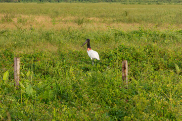 Pássaro Tuiuiú símbolo do Pantanal Mato grossense no Brasil