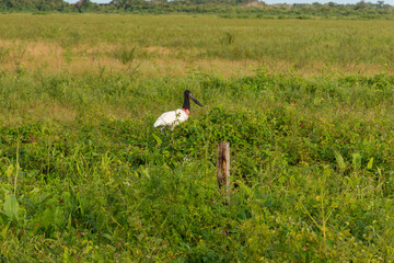 Pássaro Tuiuiú símbolo do Pantanal Mato grossense no Brasil