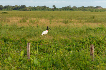Obraz na płótnie Canvas Pássaro Tuiuiú símbolo do Pantanal Mato grossense no Brasil