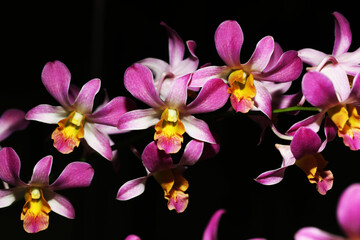Fototapeta na wymiar Beautiful hybrid Dendrobium orchid flower with yellow lips