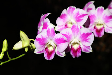 Fototapeta na wymiar Beautiful Pink and white splash Dendrobium orchid flower